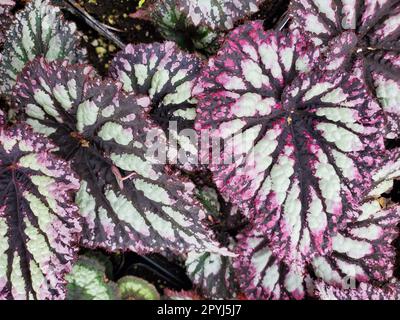 Les feuilles de couleurs vives de Begonia Rex Fireworks, une usine annuelle Banque D'Images