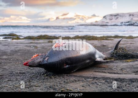 Dead Dolphin sur la plage. Animal de la mer morte, cadavre en décomposition. Concept d'extinction mondiale. Banque D'Images