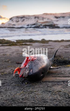 Dead Dolphin sur la plage. Animal de la mer morte, cadavre en décomposition. Concept d'extinction mondiale. Banque D'Images