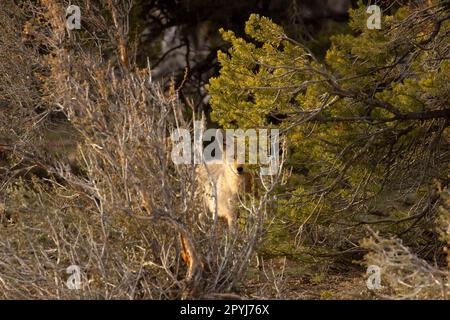 Coyote, parc national du Grand Canyon, Arizona Banque D'Images