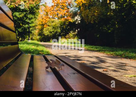 Feuilles d'automne colorées tombant sur un banc en bois. Vue à travers le feuillage d'automne dans la forêt du parc. Feuilles d'arbre doré. Magnifique arbre avec des feuilles jaunes dans la forêt d'automne. Chemin parsemé de feuilles d'automne. Nature automne paysage arrière-plan Banque D'Images