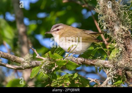 Le vireo à yeux rouges (Vireo olivaceus) Banque D'Images