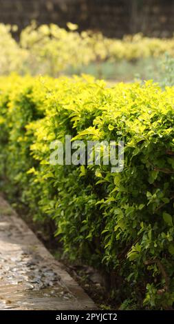 Plante Euonymus japonicus Banque D'Images