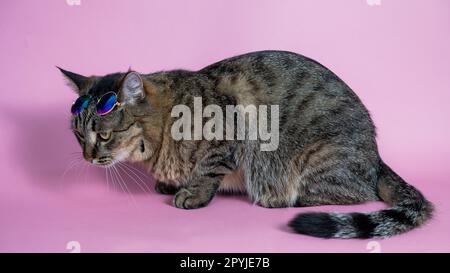 Chat tabby gris en lunettes de soleil sur fond rose. Banque D'Images