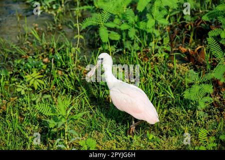 Roseate Spoonbill recherche sur fond vert, Pantanal Wetlands, Mato Grosso, Brésil Banque D'Images