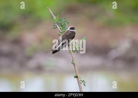 Martin à la brindille perchée sur une branche sur fond défoqué, Pantanal Wetlands, Mato Grosso, Brésil Banque D'Images