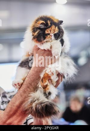 Chat perse tricolore entre les mains du propriétaire. Banque D'Images