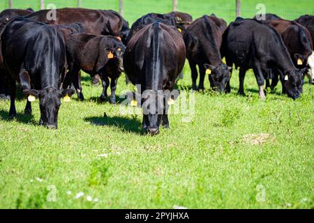 Troupeau de bovins Angus pageant un pâturage de printemps luxuriant aligné en rangée avec un espace négatif en dessous. Banque D'Images