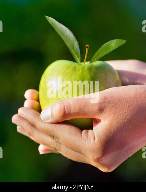 Pomme, vert et les mains de proximité pour la santé, la nutrition et l'alimentation des fruits frais et l'agriculture, la récolte ou l'agriculture. Palmiers, fermier ou personne en buvant Banque D'Images