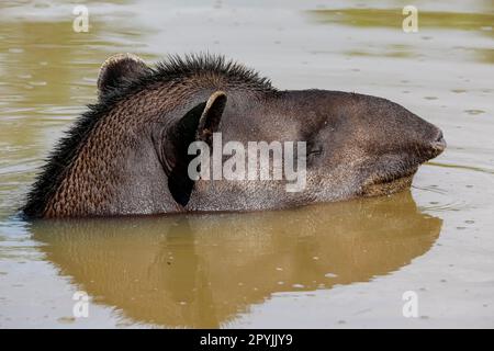 Gros plan d'une tête de Tapir dans un étang boueux, vue latérale face, Pantanal Wetlands, Mato Grosso, Brésil Banque D'Images