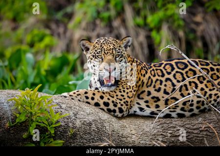 Magnifique Jaguar reposant sur un tronc d'arbre au bord de la rivière, face à la caméra, Pantanal Wetlands, Mato Grosso, Brésil Banque D'Images