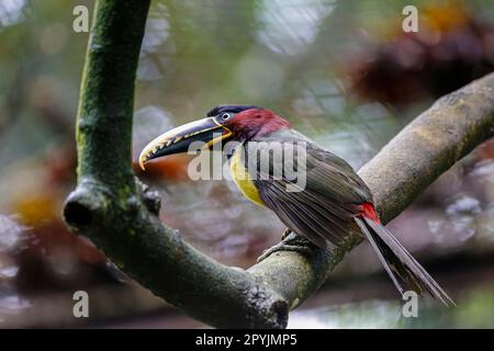 Gros plan d'un Aracari aux noix de Chestnut perché sur une branche dans un jardin, Pantanal Wetlands, Mato Grosso, Brésil Banque D'Images