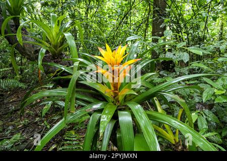 Bromélia jaune avec des feuilles vertes brillantes et luxuriantes, jardin amazonien, Brésil Banque D'Images