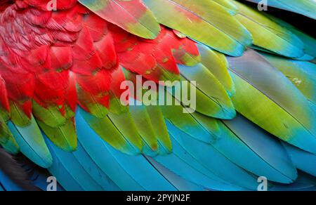 Gros plan de plumes d'oiseau colorées de Macaw rouge et vert, arrière-plan naturel exotique texturé en rouge, vert et bleu, Chapada dos Guimarães, Mato gros Banque D'Images