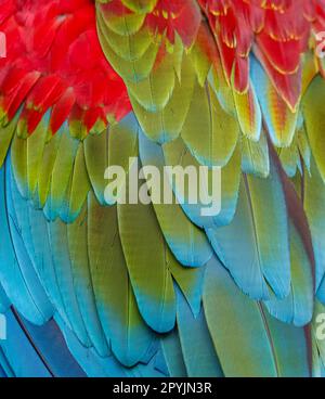 Gros plan de plumes d'oiseau colorées de Macaw rouge et vert, arrière-plan naturel exotique texturé en rouge, vert et bleu, Chapada dos Guimarães, Mato gros Banque D'Images