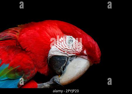 Détail du plumage avec des couches de plumes colorées sur fond clair et sombre Banque D'Images
