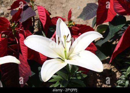 Fleurs Lilium 'Navona' (Lilium auratum) avec anthères pourpres : (pix Sanjiv Shukla) Banque D'Images