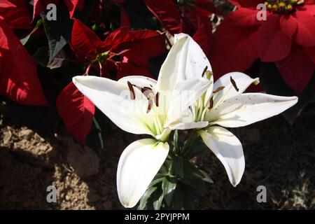Fleurs Lilium 'Navona' (Lilium auratum) avec anthères pourpres : (pix Sanjiv Shukla) Banque D'Images