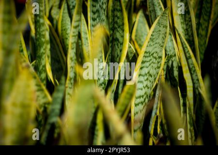 Une vue rapprochée d'une plante de sanseveria luxuriante avec des feuilles vert foncé et des bords jaunes. Les feuilles sont épaisses et en forme d'épée. Banque D'Images