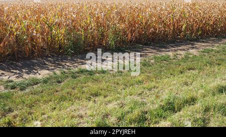 Maïs à sucre, mais aussi maïs Zea May, plante herbacée cultivée annuelle, la seule cultivée représentative du genre Zea maïs de la famille des céréales Poaceae. Champ de maïs. Récolte en automne. Banque D'Images