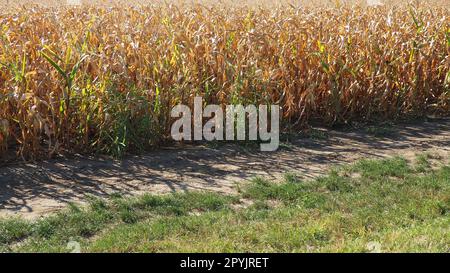 Maïs à sucre, mais aussi maïs Zea May, plante herbacée cultivée annuelle, la seule cultivée représentative du genre Zea maïs de la famille des céréales Poaceae. Champ de maïs. Récolte en automne. Banque D'Images