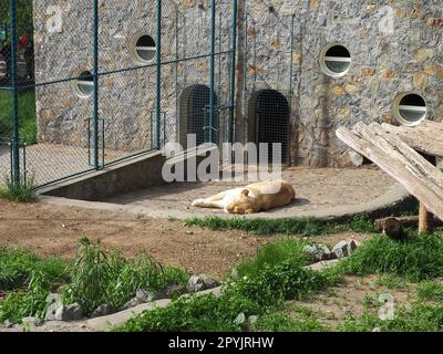 les lions blancs albinos reposent au zoo. Lion Panthera leo est une espèce de mammifères carnivores, l'un des représentants du genre Panther, une sous-famille de grands félins Pantherinae de la famille des Felidae Banque D'Images