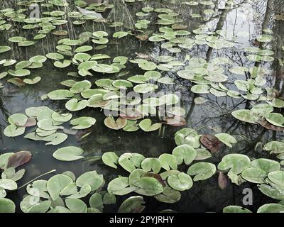 Feuilles de nénuphars, connues sous le nom de tampons de nénuphars. Grandes feuilles fissurées et jaunes d'une plante aquatique à la surface d'un étang ou d'un marais. Nénuphars, ou Nymphaeaceae Nymphaeaceae - famille des plantes à fleurs Banque D'Images