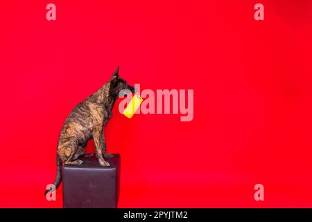 Chien berger hollandais jouant avec un rouleau de peinture dans la salle rouge. Concept de rénovation Banque D'Images