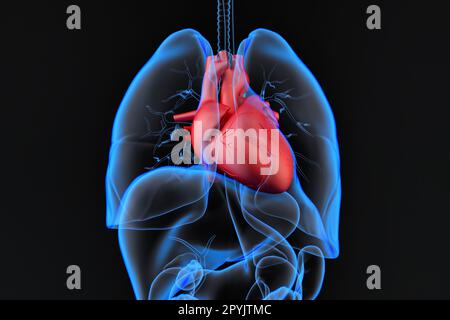 Organes internes humains avec coeur en surbrillance. 3D rendu Banque D'Images