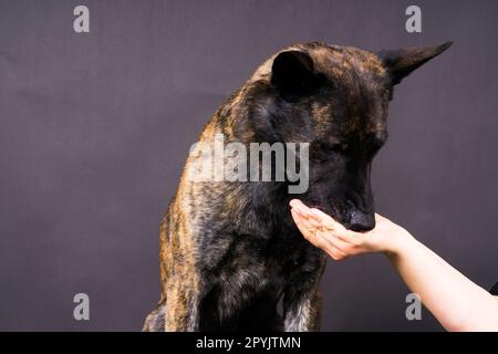 L'amitié entre l'homme et le chien, l'alimentation et la prise de patte en main Banque D'Images