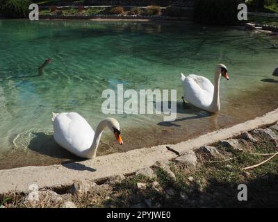 Deux cygnes blancs sur le rivage du réservoir. Les oiseaux près de l'eau nettoient leurs plumes. Stanisici, Bijelina, Bosnie-Herzégovine, un zoo dans un village ethno. Faune d'Europe. Banque D'Images