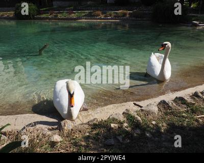 Deux cygnes blancs sur le rivage du réservoir. Les oiseaux près de l'eau nettoient leurs plumes. Stanisici, Bijelina, Bosnie-Herzégovine, un zoo dans un village ethno. Faune d'Europe Banque D'Images