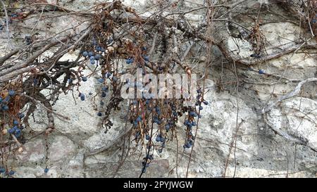 Raisin pour filles. Parthenocissus quinquefolia. Une plante rampante a jeté les feuilles en hiver. Fruits ou baies bleu foncé. Option d'aménagement paysager vertical dans le jardin. Liana sur un mur de pierre Banque D'Images