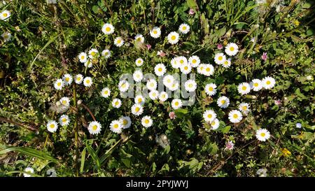 Marguerite commune, Marguerite anglaise, Bellis perennis, herbacée vivace avec rosette de feuilles en forme de cuillère et tête de fleur blanche sur paysage sans feuilles, disque jaune. Beaucoup de fleurs en vue de dessus de prairie verte. Banque D'Images