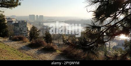 Belle vue depuis Kalemegdan, Belgrade, Serbie. Temps ensoleillé, vue sur la rivière Sava. Branches de pin avec de longues aiguilles. Lumière du soleil du soir. Belle vue sur la vie de la grande ville Banque D'Images