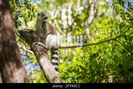 Lemur catta, lémure à queue annulaire, assis sur un arbre dans leur habitat naturel, la forêt de Madagascar Banque D'Images