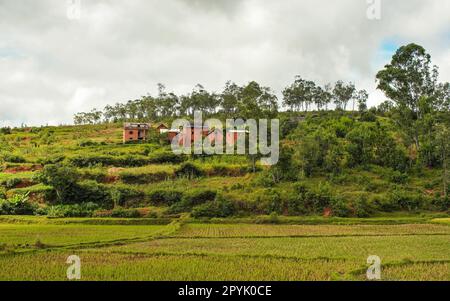 Paysage typique de Madagascar - rizières en terrasse vertes et jaunes sur de petites collines avec des maisons en argile dans la région près d'Iarinoro Banque D'Images