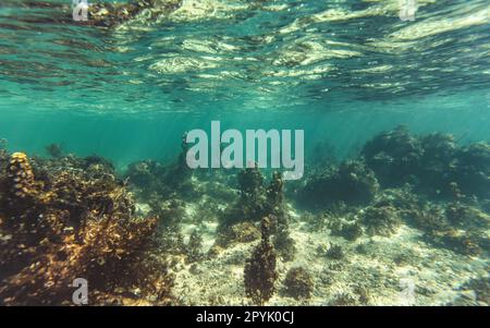 Plongée en apnée à Anakao, Madagascar - la plupart des plantes sur fond de mer sablonneux visibles, pas beaucoup de vie marine, photo sous-marine Banque D'Images