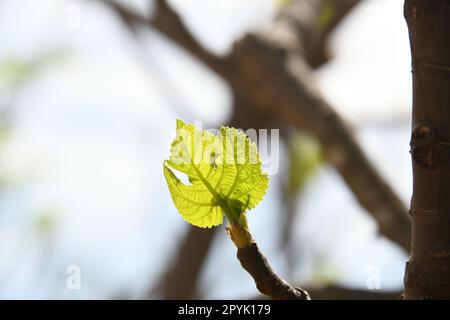 Les premières délicates feuilles de figuier et petites figues sur un figuier, province d'Alicante, Costa Blanca, Espagne Banque D'Images