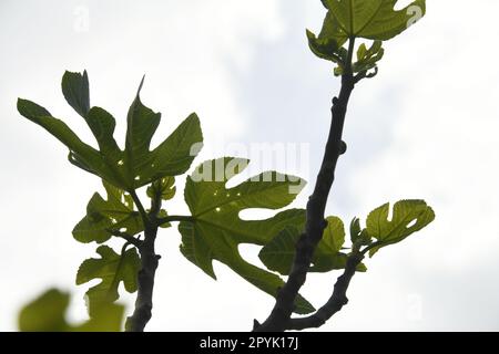 Les premières délicates feuilles de figuier et petites figues sur un figuier, province d'Alicante, Costa Blanca, Espagne Banque D'Images