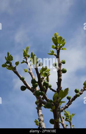 Les premières délicates feuilles de figuier et petites figues sur un figuier, province d'Alicante, Costa Blanca, Espagne Banque D'Images