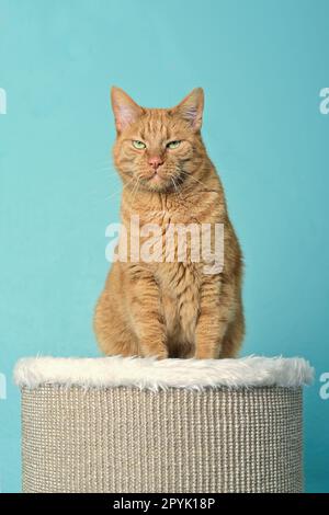 Chat rouge drôle assis sur le poteau de grattage .avec l'expression grumpy. Image verticale. Banque D'Images