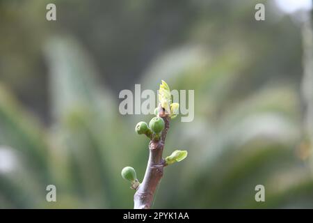 Les premières délicates feuilles de figuier et petites figues sur un figuier, province d'Alicante, Costa Blanca, Espagne Banque D'Images