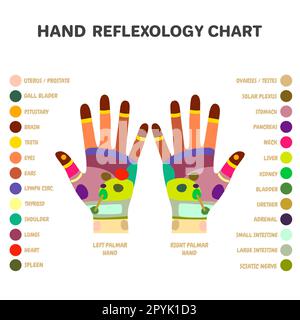 Points de massage des mains de réflexologie. Acupuncture et points d'acupression thérapie mains médecine alternative. zones des organes internes Banque D'Images