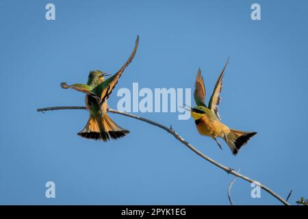 Le petit apier vole à un autre sur la branche Banque D'Images