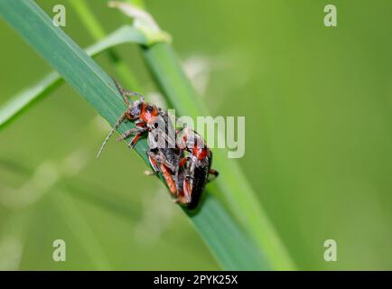 Deux coléoptères communs à corps mou Cantharis fusca s'accouplent, assis sur un brin d'herbe. Banque D'Images