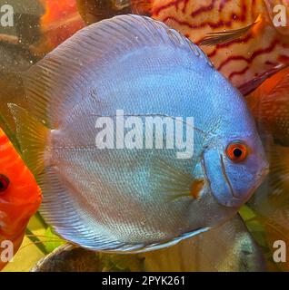 Portrait de poisson disque dans un aquarium, Aquarium Amazon. Banque D'Images