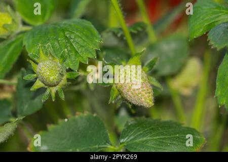 Deux fraises encore vertes sur un plant de fraises. Les fraises appartiennent aux noix. Banque D'Images