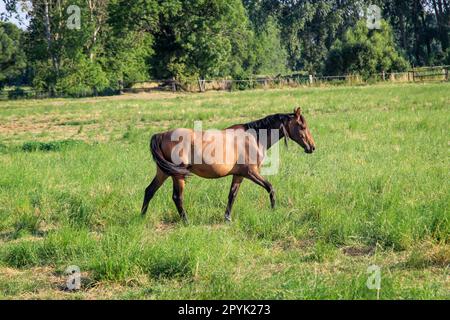 Cheval pâturant dans une prairie verte dans la journée ensoleillée d'été. Un cheval, un troupeau de chevaux paissant dans un paddock. Banque D'Images