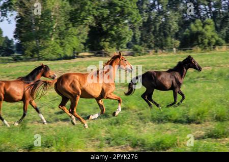 Cheval pâturant dans une prairie verte dans la journée ensoleillée d'été. Un cheval, un troupeau de chevaux paissant dans un paddock. Banque D'Images